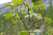 2010-08-18_12.35.21_Черная смородинка